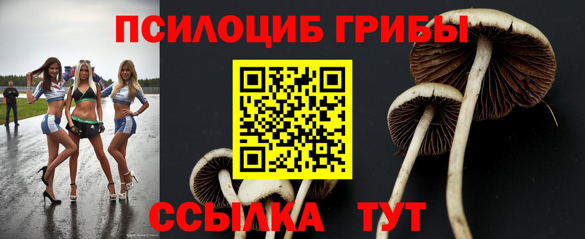 Псилоцибиновые грибы GOLDEN TEACHER  Галлюциногенные грибы прущие грибы  Назрань  Вход с VPN 